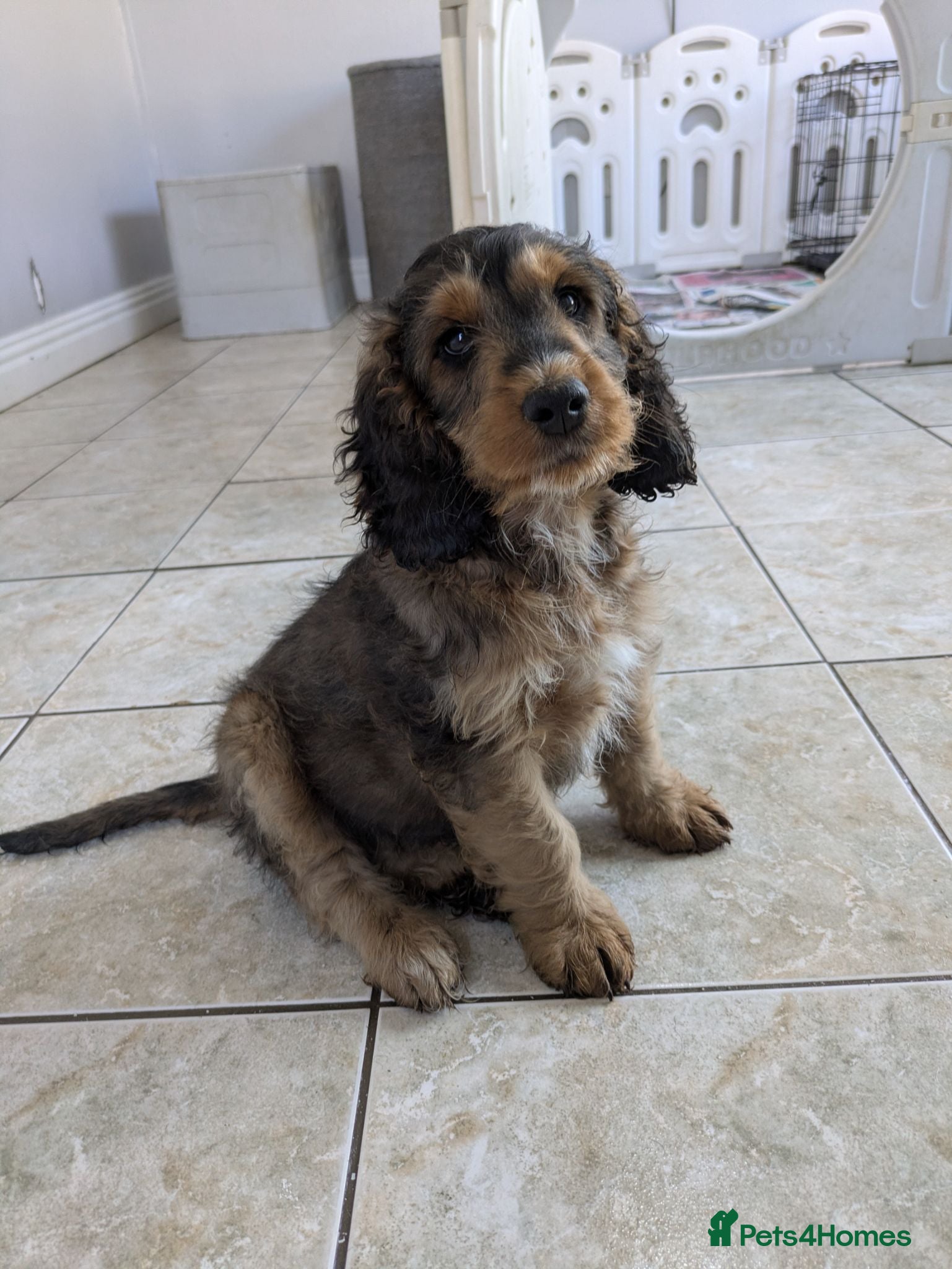 Cockapoo dogs 2 f1 Show/Toy boys ready for their new home - Advert 1