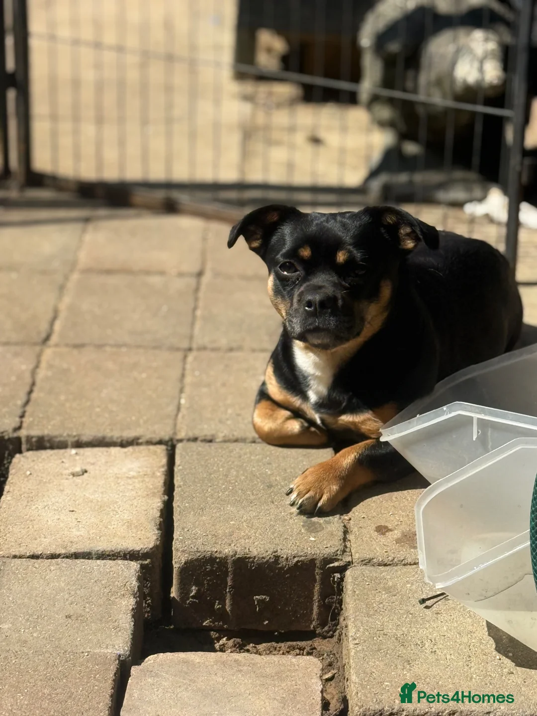 Mixed Breed dogs for sale: French bulldog x chihuahua and English bulldog  in Crawley - Advert 2