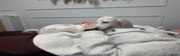 French Bulldog dogs for sale: Outstanding Family Raised frenchies❤️ READY NOW  - Advert 3