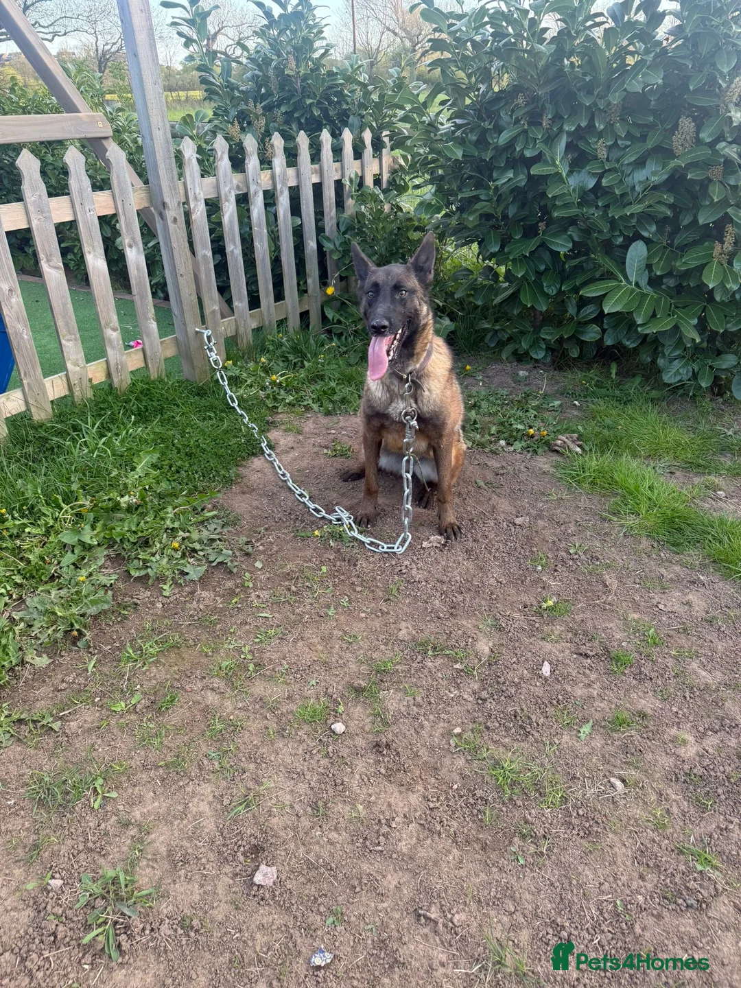 Belgian Shepherd Dog dogs for sale: Two Belgian malinois sisters for sale  in Studley - Advert 2