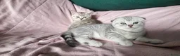 Scottish Fold cats for sale: Adorable Scottish fold kittens - Advert 13
