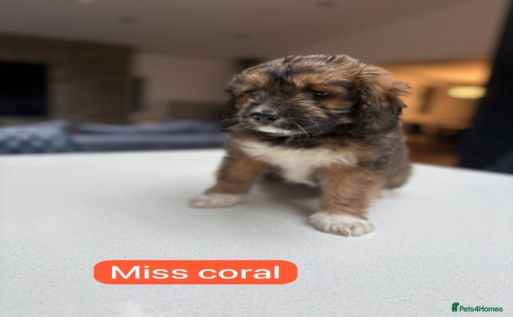 Saint Bernard dogs - Advert 1