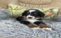 Bernese Mountain Dog dogs for sale: Beutiful boys and girl - Image 1