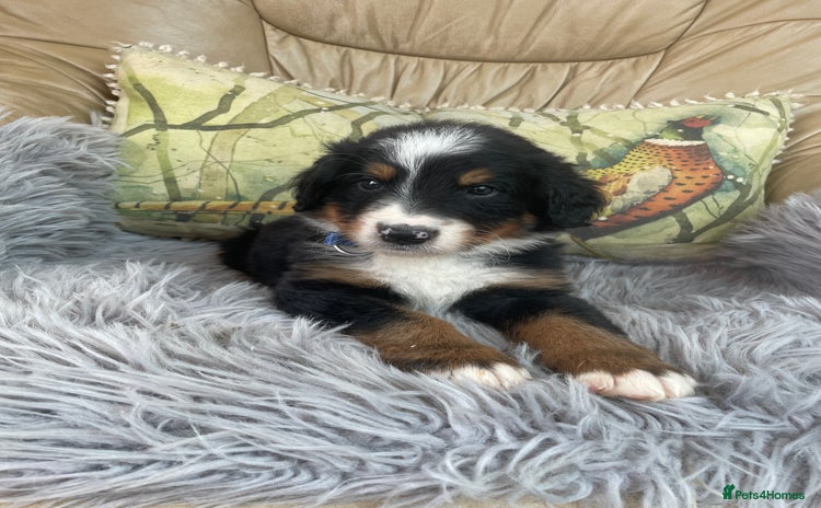 Bernese Mountain Dog dogs - Advert 2