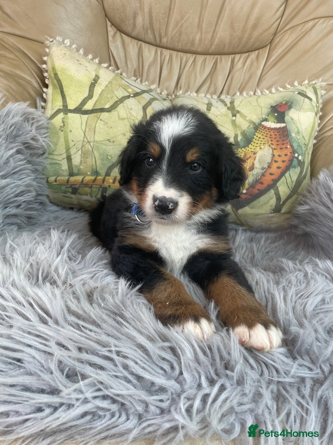 Bernese Mountain Dog dogs for sale: Beutiful boys and girl - Image 1