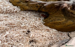 Corn Snake reptiles for sale: Corn Snake  - Image 3