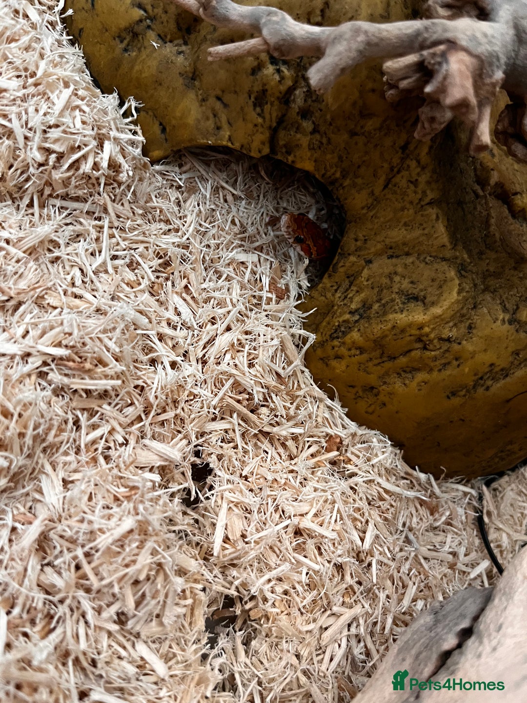 Corn Snake reptiles for sale: Corn Snake  - Image 3