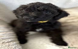 Mixed Breed dogs for sale: Patterdale cross - Image 24