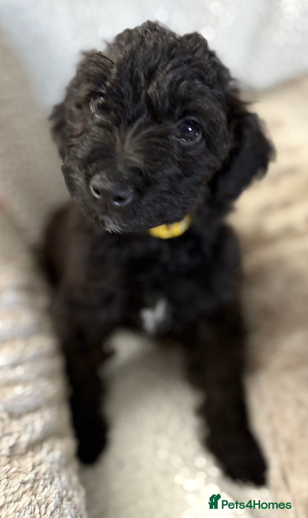 Mixed Breed dogs for sale: Patterdale cross - Image 24