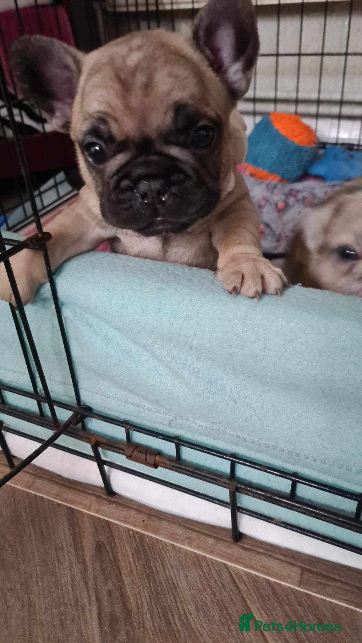 French Bulldog dogs for sale: French bulldog - Advert 14