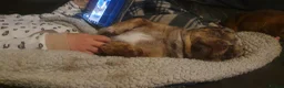 Chihuahua dogs for sale: Stunning chihuahuas  - Advert 7