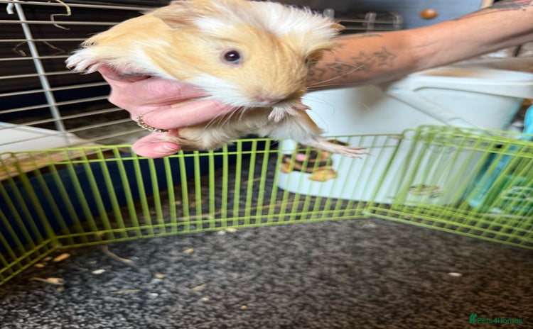 Mixed Breed rodents in Preston - Advert 3