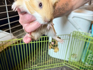 Mixed Breed rodents in Preston - Advert 1