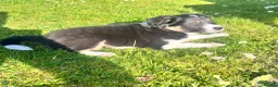 Border Collie dogs for sale: KC Reg Border Collie Puppies - Ready 1/06/2026 - Advert 6