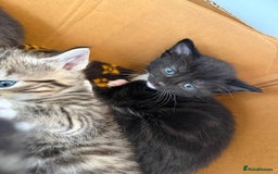 Mixed Breed cats for sale: Mixed Breed Grey and Tabby Kittens - Image 9