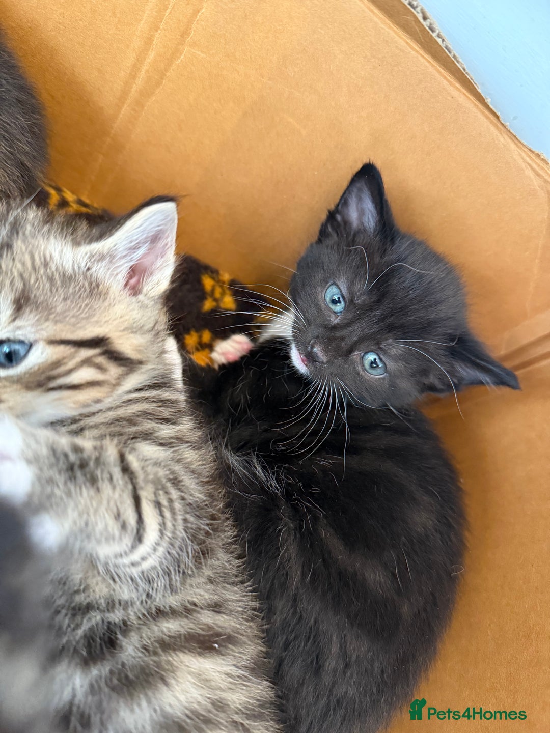 Mixed Breed cats for sale: Mixed Breed Grey and Tabby Kittens - Image 9