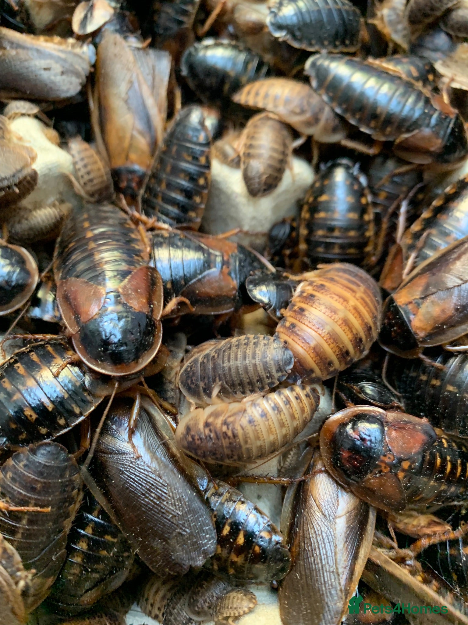 Cockroaches invertebrates Dubia Roaches, All Sizes, Excellent Feeder Insects - Advert 3