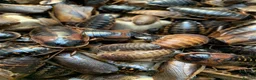 Cockroaches invertebrates for sale: Dubia Roaches, All Sizes, Excellent Feeder Insects in Bridport - Advert 1