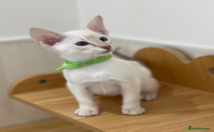 Siamese cats - Advert 3