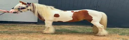 Irish Cob horses for sale: RED & WHITE TRADITIONAL MINI COB GELDING YOUNG - Advert 2