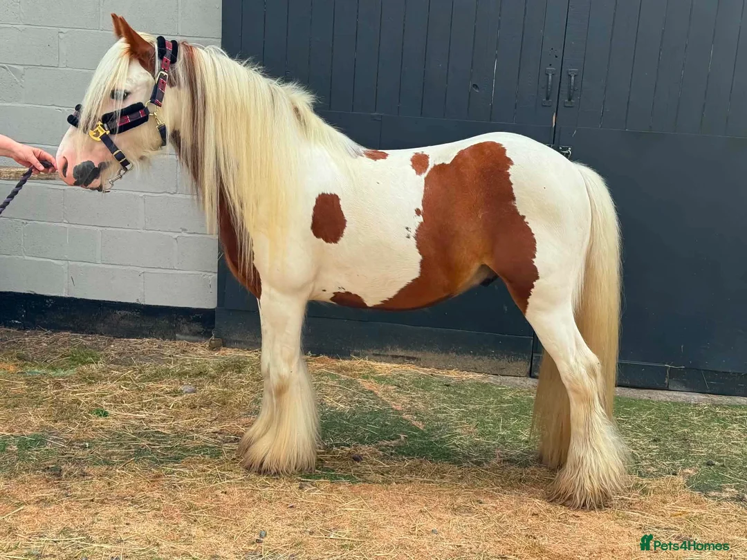 Irish Cob horses for sale: RED & WHITE TRADITIONAL MINI COB GELDING YOUNG - Advert 2