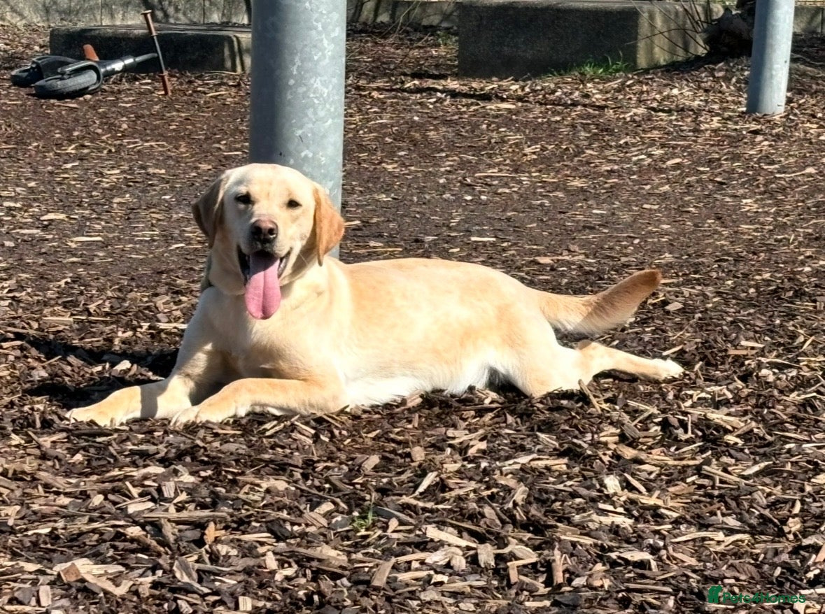 Labrador Retriever dogs 4 Labrador Puppies - DRAKESHEAD - Advert 2