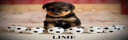 Airedale Terrier dogs for sale: ADORABLE AIREDALE PUPS FROM 5 ⭐️ LICENSED BREEDER - Advert 10