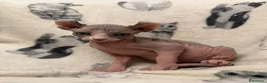 Sphynx Kitten 1