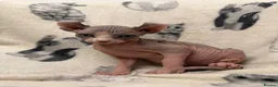 Sphynx cats for sale: Elf sphynx kittens in Runcorn - Advert 3