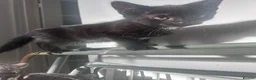 Bengal cats for sale: Last beautiful Bengal x Tabby girl left.  - Advert 15
