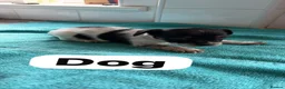 Jack Russell dogs for sale: Jack Russell pups - Advert 8