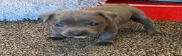 Staffordshire Bull Terrier dogs for sale: Last Boy Ready for his Forever Home ♥️ - Advert 23
