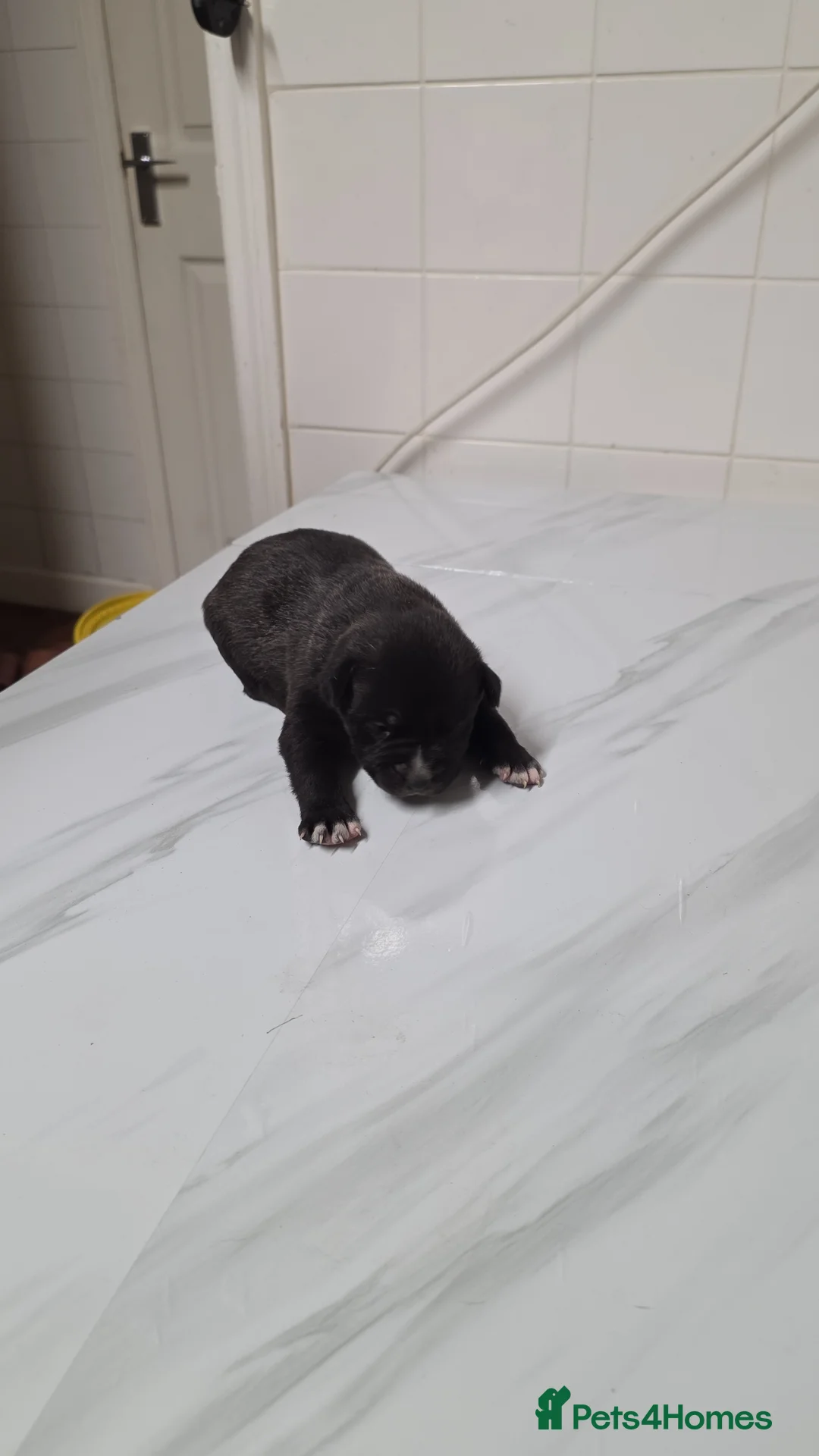 Mixed Breed dogs for sale: Siberian husky & American stuffy mix bread pupies - Advert 5