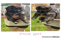 German Shepherd dogs for sale: 8 beautiful long haired German shepherd puppies  - Image 8