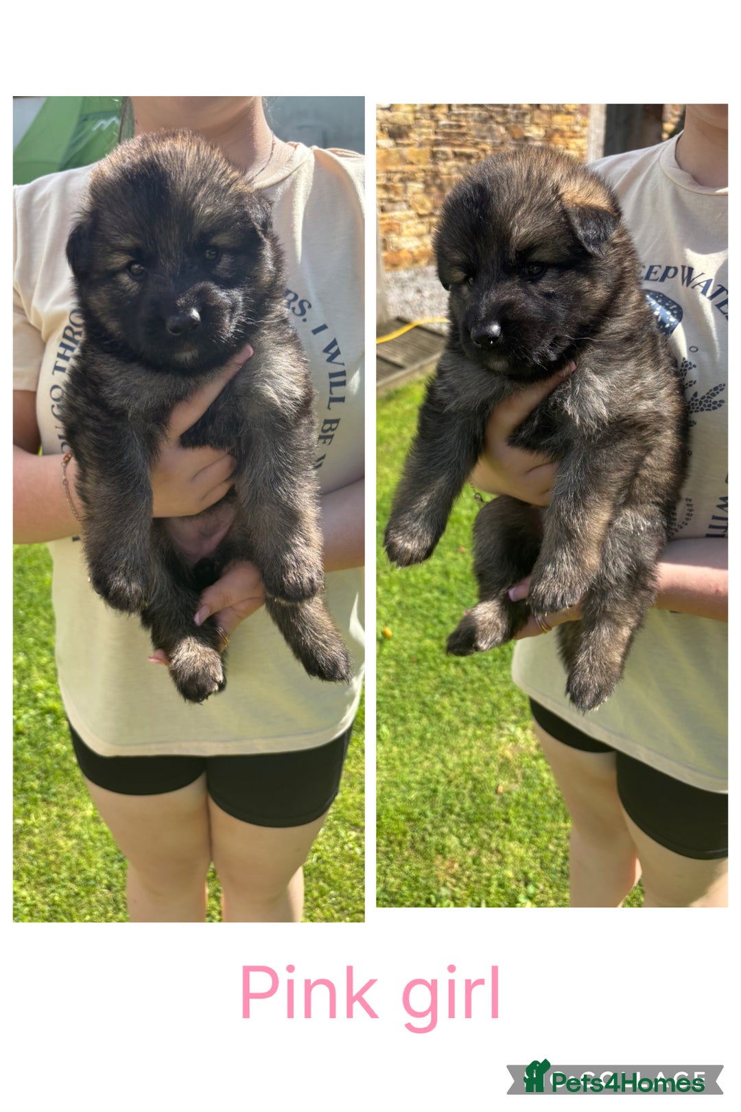 German Shepherd dogs for sale: 8 beautiful long haired German shepherd puppies  - Image 8