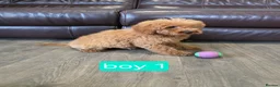 Cavapoo dogs for sale: Adorable F1B Cavapoo puppies for sale  - Advert 5