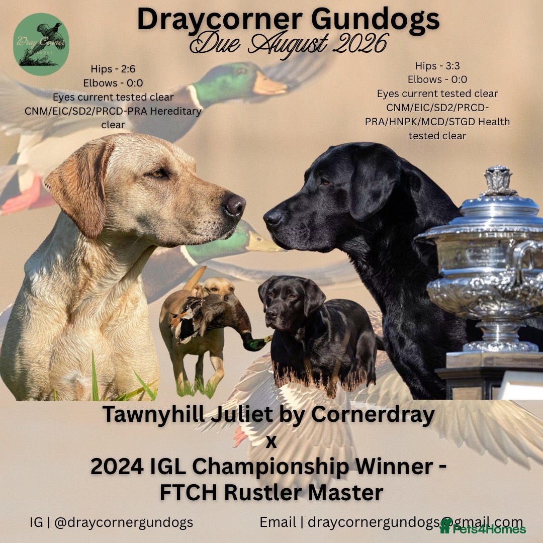 Labrador Retriever dogs Cornerdray - Working Labrador Retriever Puppies - Advert 1