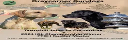 Labrador Retriever dogs for sale: Cornerdray - Working Labrador Retriever Puppies - Advert 1