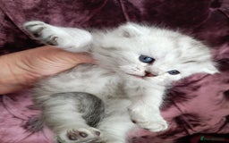 British Shorthair cats for sale: Chunky kittens for sale  - Advert 11