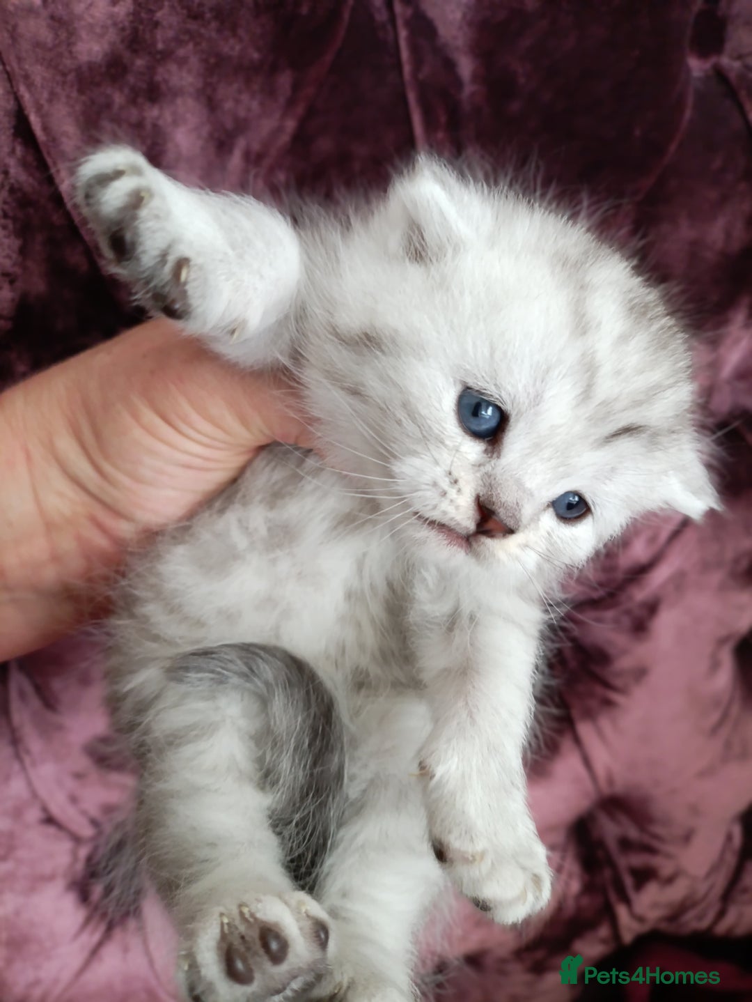 British Shorthair cats for sale: Chunky kittens for sale  - Advert 11