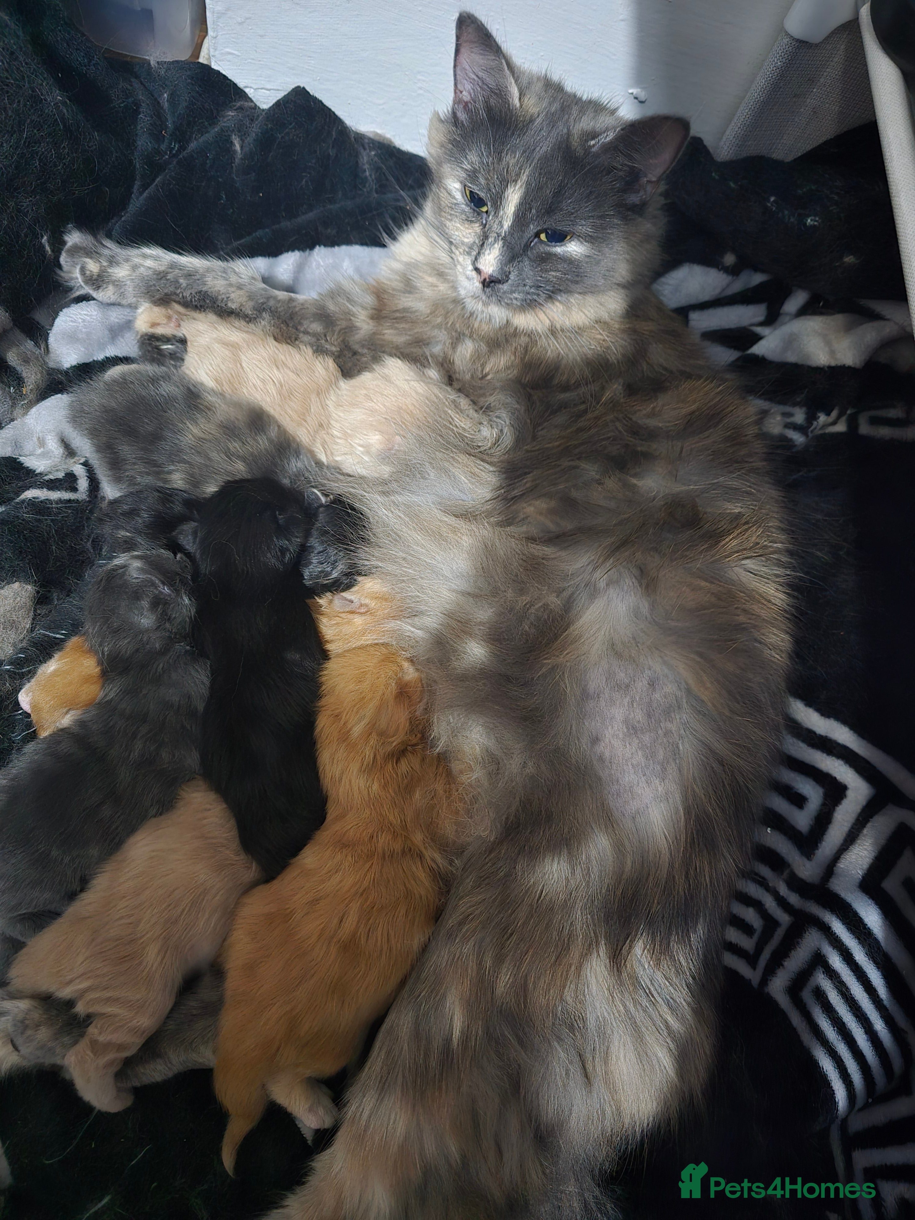 Mixed Breed cats Dad full maine coons and mum mixed ragdoll - Advert 2