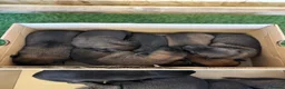 Belgian Shepherd Dog dogs for sale: DARK KC REG BELGIAN MALINOIS PUPPIES - Advert 17