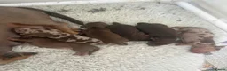 Dachshund dogs for sale: Beautiful littler of dachshund puppies  - Advert 5