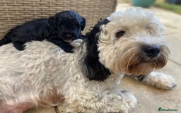Cockapoo dogs for sale: Cockapoo Puppies Ready 15th September - Image 7