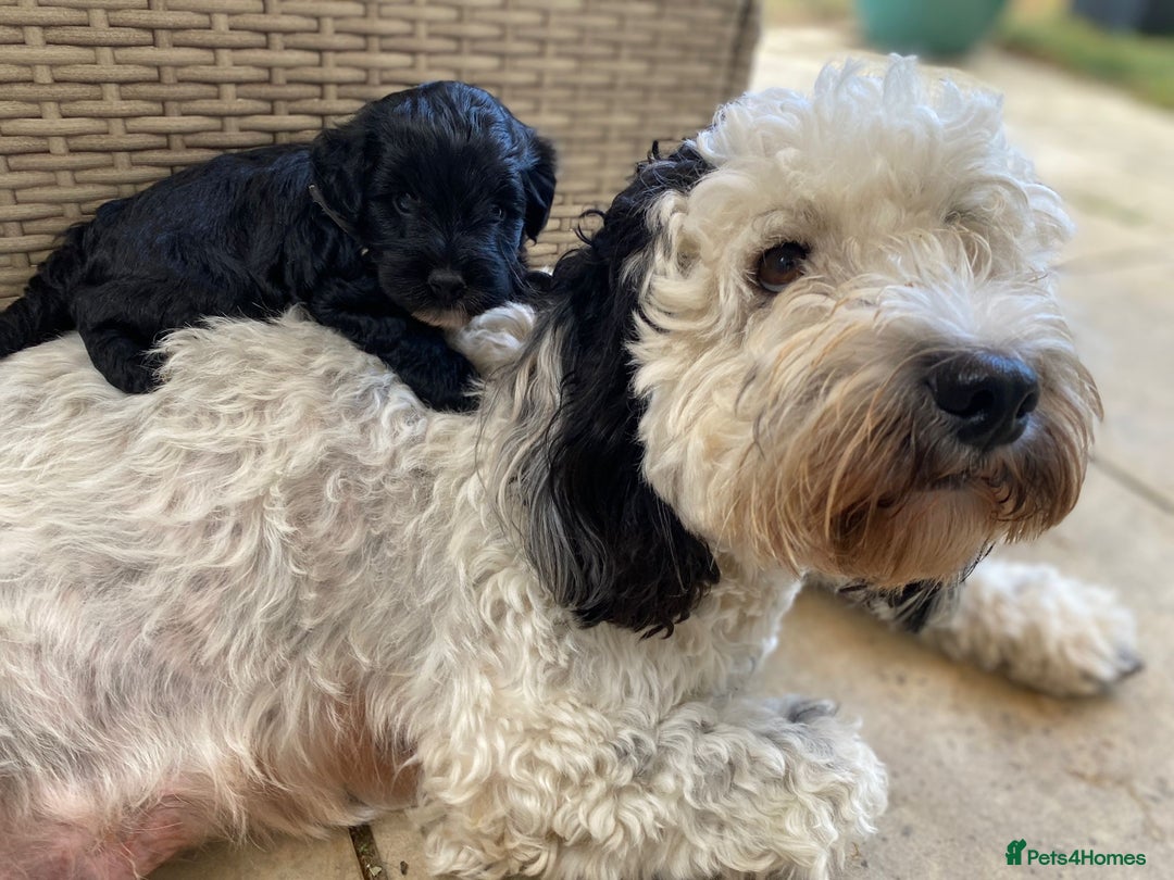 Cockapoo dogs for sale: Cockapoo Puppies Ready 15th September - Image 7