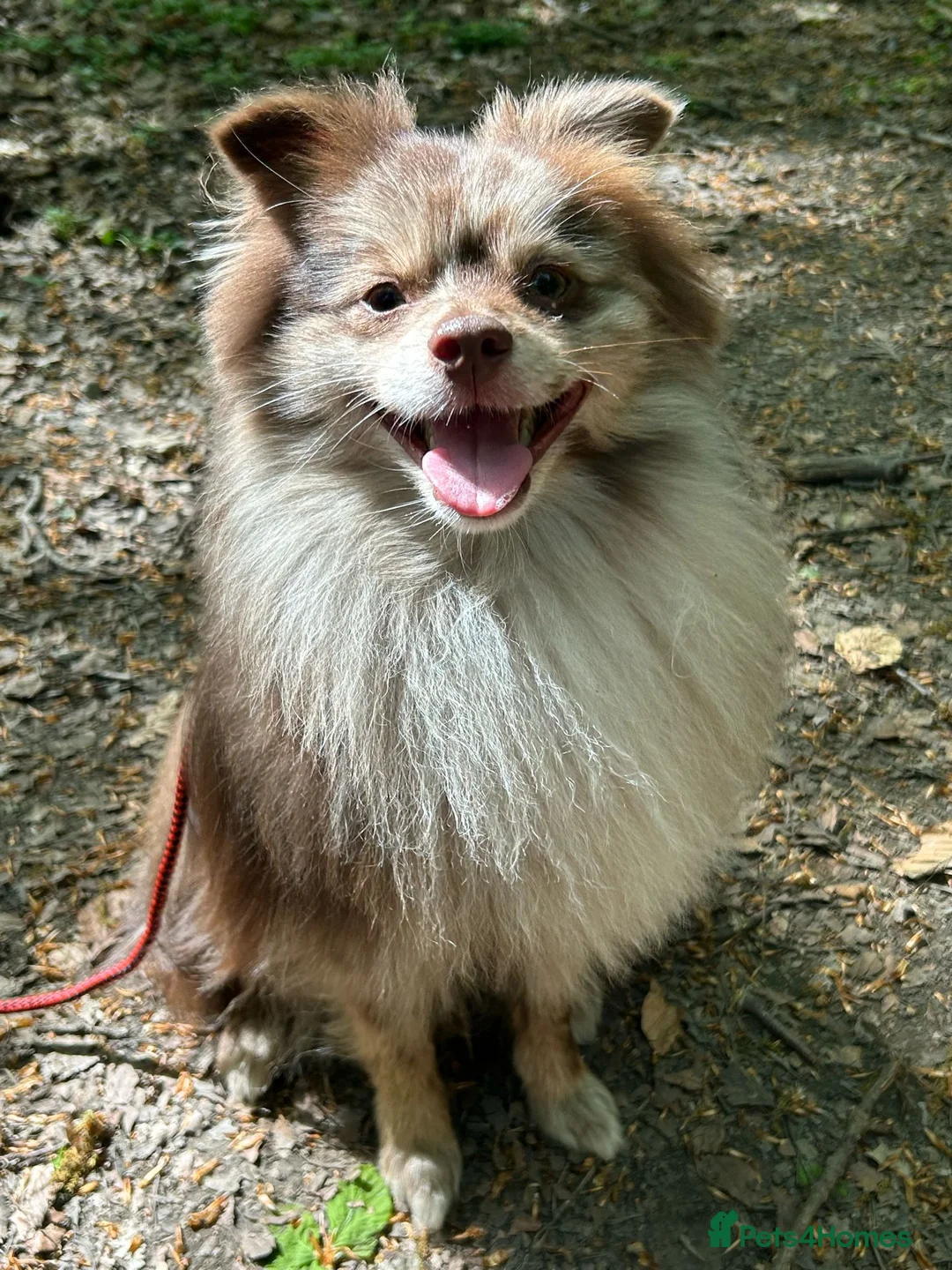 Pomeranian dogs for stud: Rare Merle Pomeranian For Stud Derbyshire in Chesterfield - Advert 13