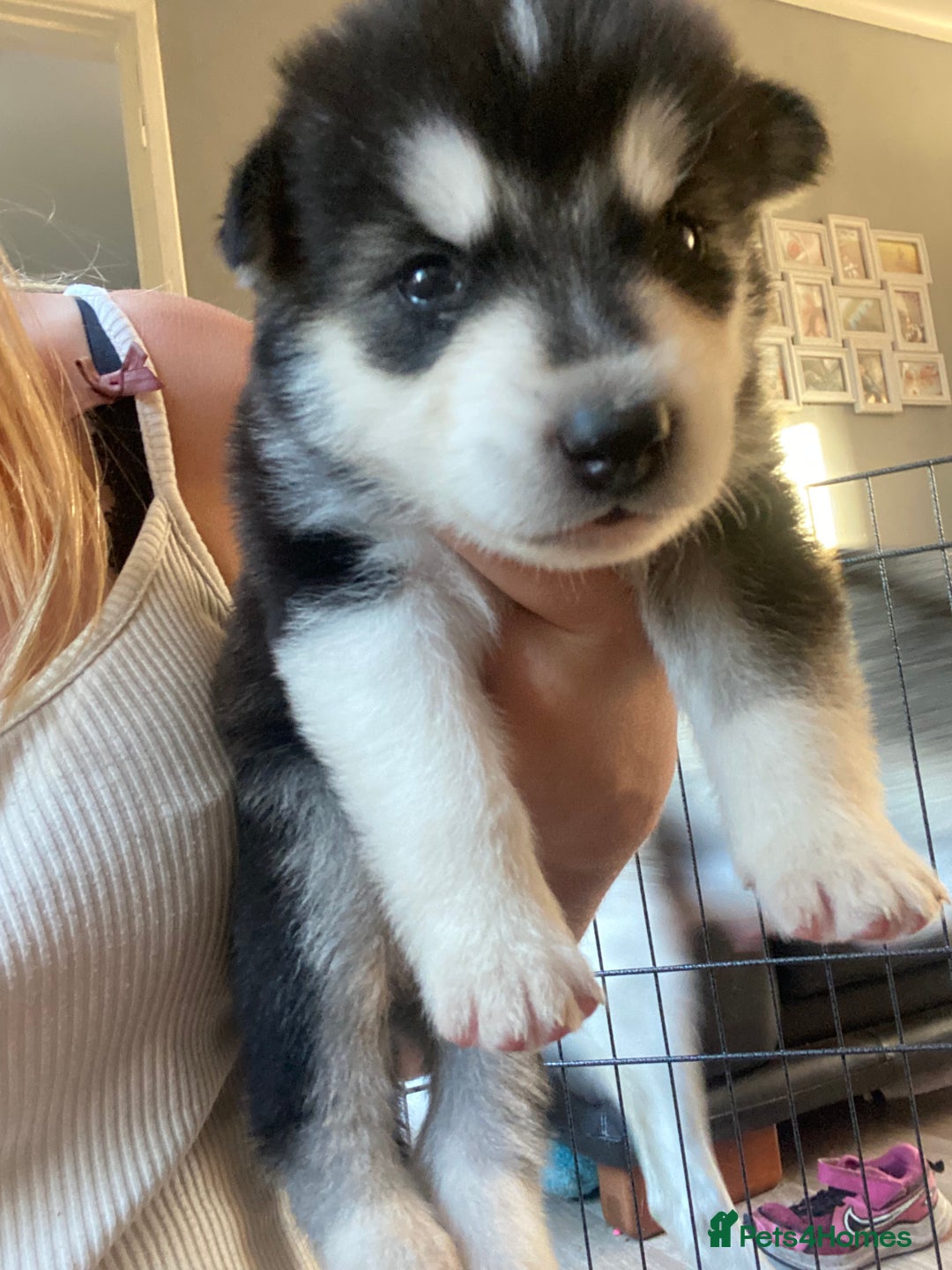 Alaskan Malamute dogs for sale: Alaskan malamute puppy’s  in Newark - Image 16