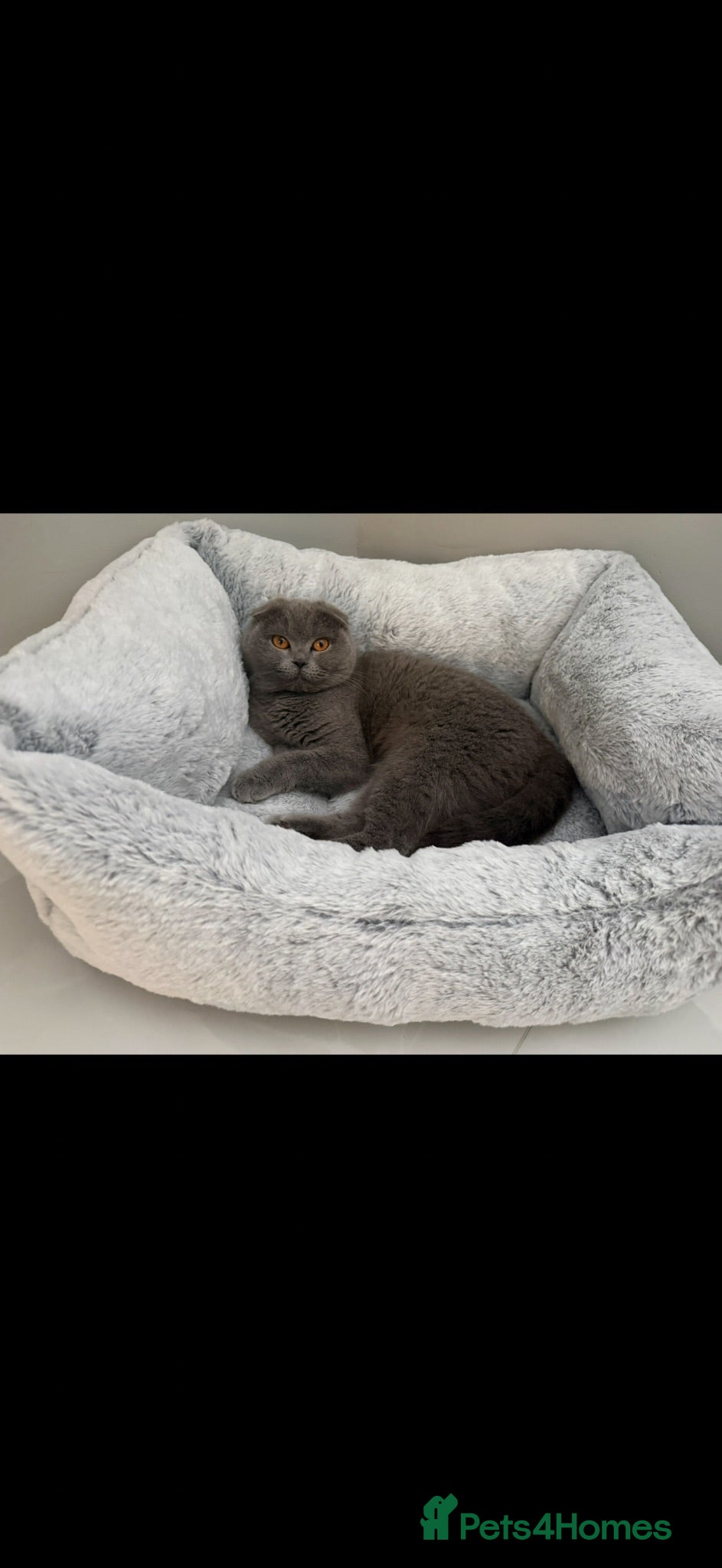 Scottish Fold cats Beautiful Scottish fold cat  - Advert 3