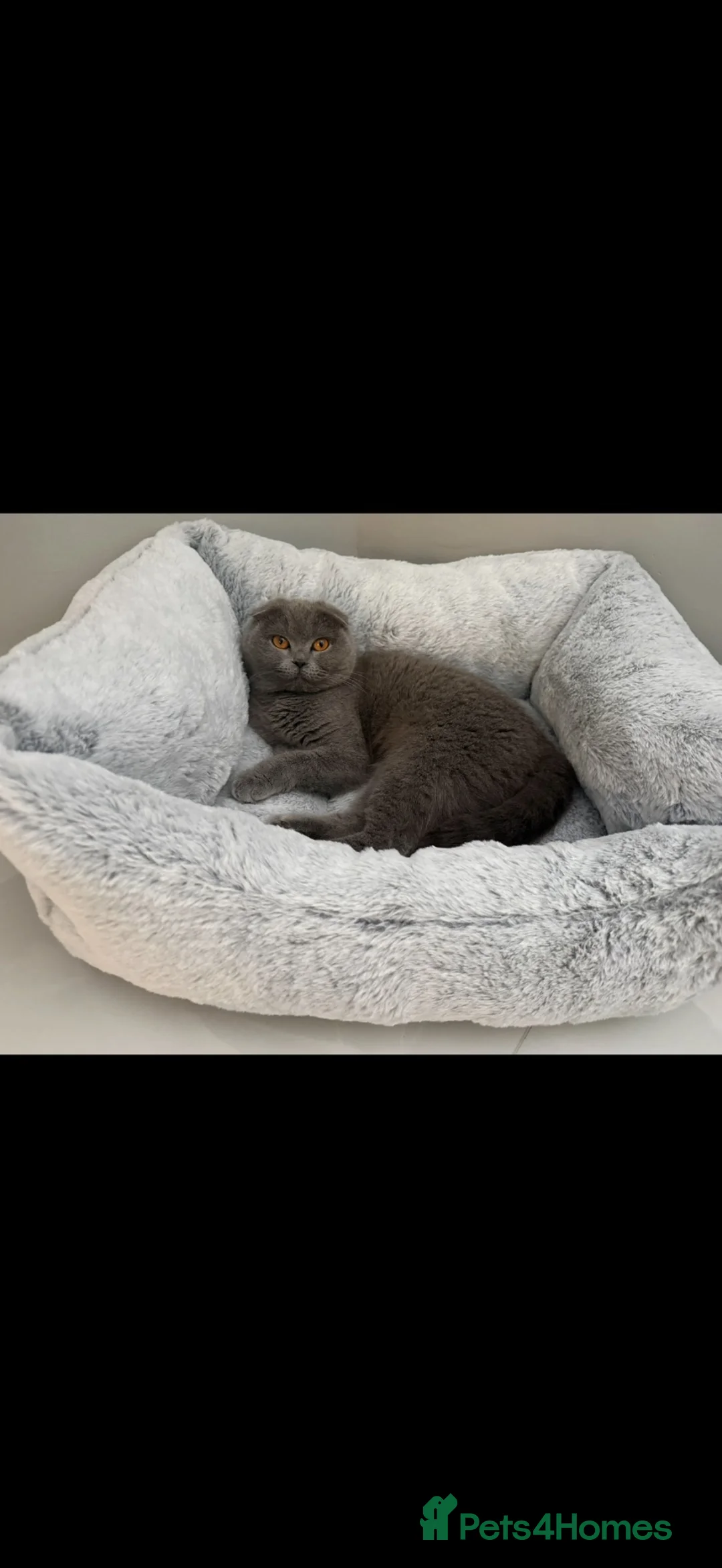 Scottish Fold cats for sale: Beautiful Scottish fold cat  - Advert 1