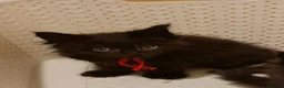 Maine Coon cats for sale: Maine Coon Kittens-Black Smoke&Cream Silver - Advert 14